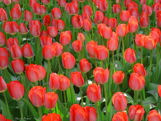 Обои картинки фото цветы, тюльпаны