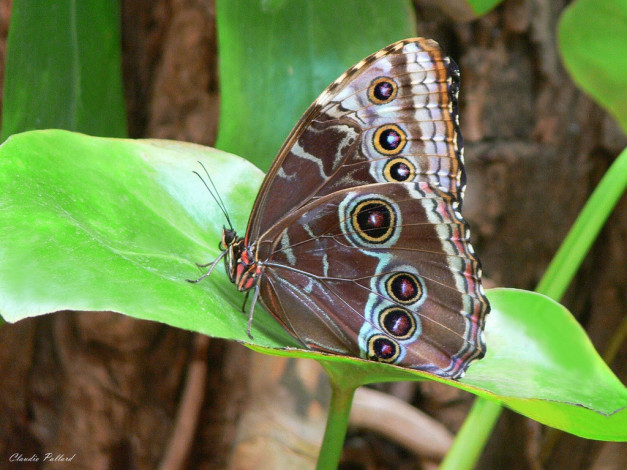 Обои картинки фото животные, бабочки