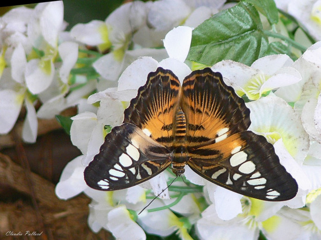 Обои картинки фото животные, бабочки