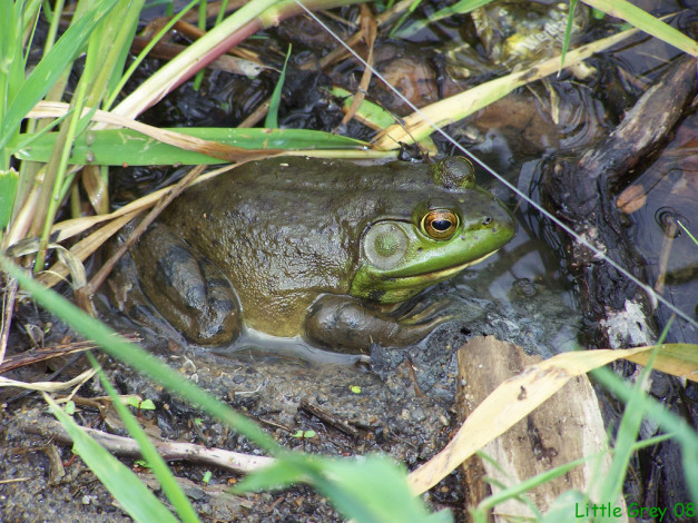 Обои картинки фото животные, лягушки