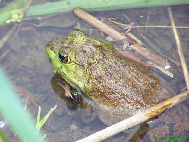 Обои картинки фото животные, лягушки
