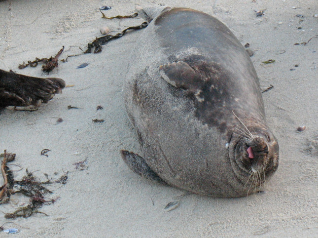 Обои картинки фото животные, тюлени, морские, львы, котики