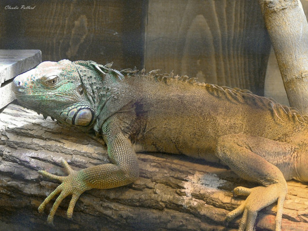 Обои картинки фото животные, Ящерицы, игуаны, вараны