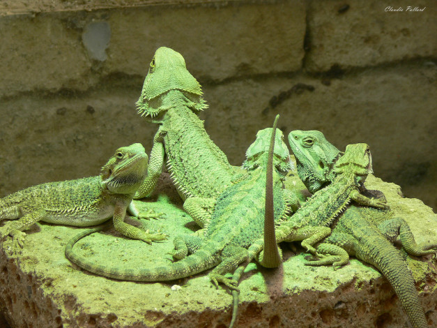 Обои картинки фото животные, Ящерицы, игуаны, вараны