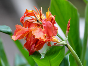 Картинка цветы канна