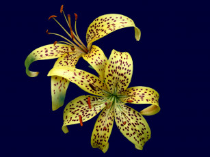 Картинка цветы лилии лилейники