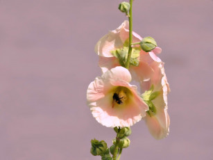 Картинка цветы мальвы