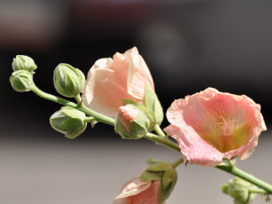 Картинка цветы мальвы