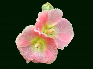 Картинка цветы мальвы