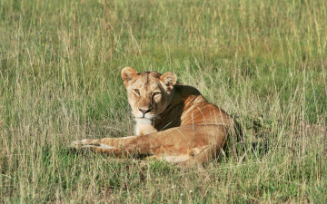 Картинка животные львы