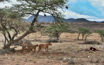 Картинка животные львы