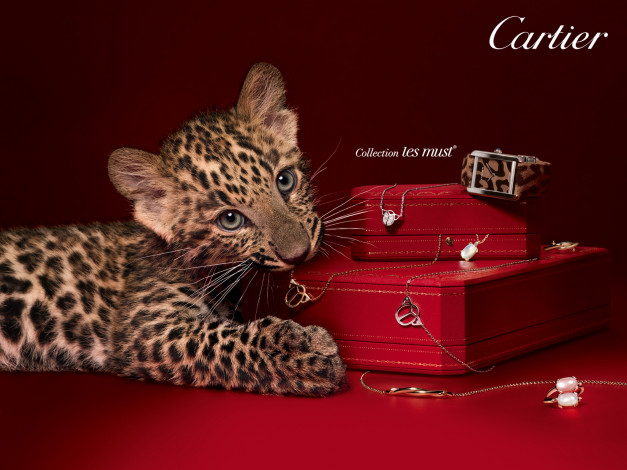 Обои картинки фото cartier, бренды