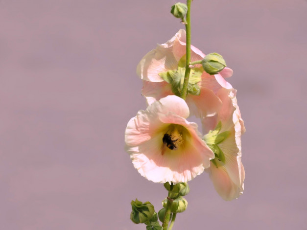 Обои картинки фото цветы, мальвы