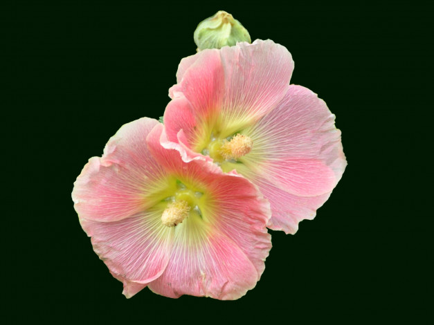 Обои картинки фото цветы, мальвы