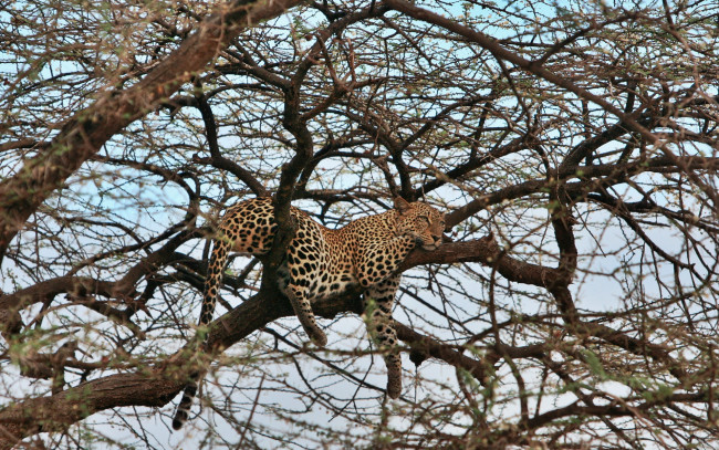 Обои картинки фото животные, леопарды