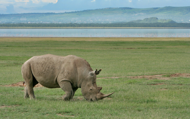 Обои картинки фото животные, носороги