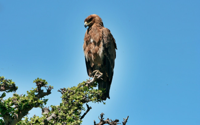 Обои картинки фото животные, птицы, хищники