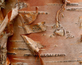 Картинка камчатская каменная береза разное текстуры кора