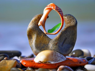 Картинка авт jenia разное ракушки кораллы декоративные spa камни