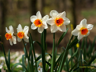 Картинка нарциссы цветы