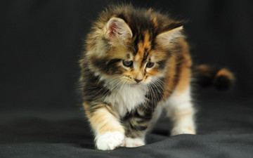 Картинка животные коты