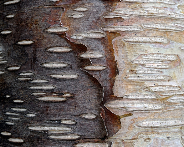 Обои картинки фото камчатская, каменная, береза, разное, текстуры