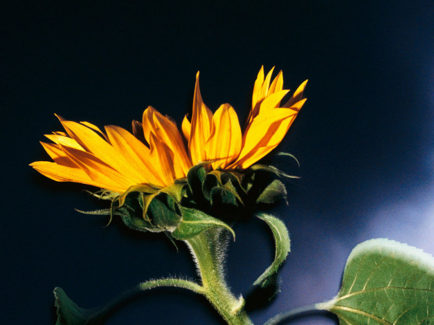 Обои картинки фото цветы, подсолнухи