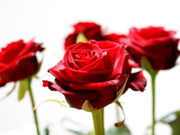 Обои картинки фото розы, цветы