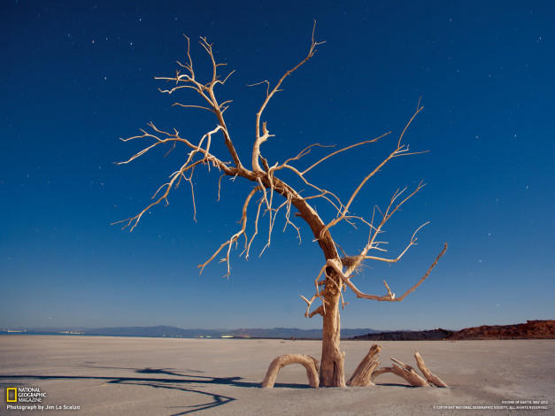 Обои картинки фото природа, деревья, дерево, песок