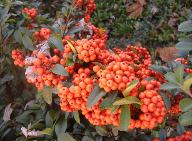 Обои картинки фото природа, Ягоды, рябина