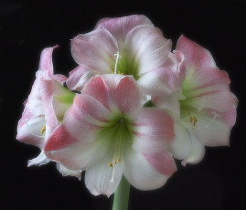Картинка amaryllis+apple+blossom+on+black цветы амариллисы +гиппеаструмы цветок