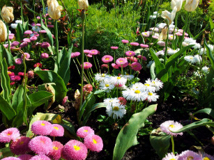 Картинка цветы разные+вместе тюльпаны ромашки маргаритки