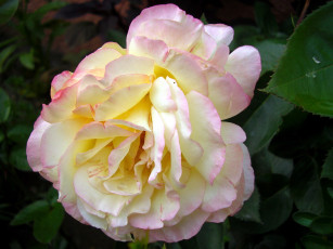 Картинка цветы розы макро