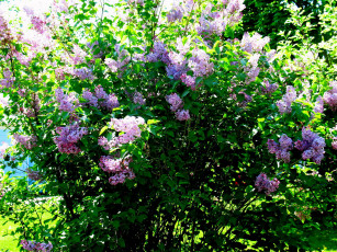 Картинка цветы сирень куст