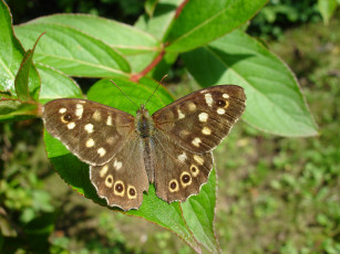 Картинка животные бабочки +мотыльки +моли узор крылья листья бабочка макро