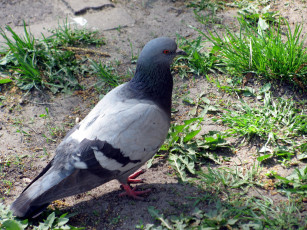 Картинка животные голуби трава