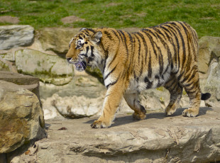 Картинка животные тигры тигр