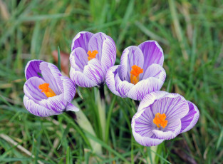Картинка цветы крокусы трава весна макро