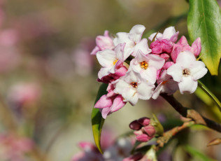 Картинка цветы кизил макро фон
