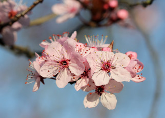 Картинка цветы цветущие+деревья+ +кустарники ветка фон розовые