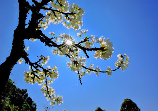 Картинка цветы цветущие+деревья+ +кустарники ветка солнце небо