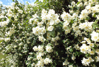 Картинка цветы жасмин белый