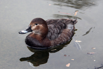 Картинка животные утки плавает озеро утка