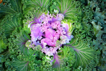 обоя цветы, декоративная капуста, макро