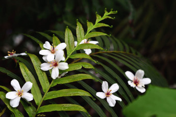 Картинка цветы листья капли роса макро тропики