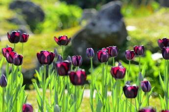 Картинка цветы тюльпаны клумба
