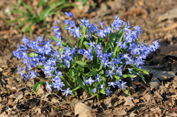 Картинка цветы гиацинты кустик сиреневые весна