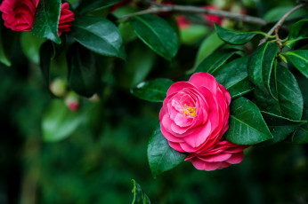 Картинка цветы камелии листья цветок розовый камелия