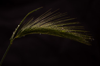 Картинка природа макро тёмный фон травинка капли роса