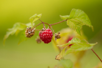 обоя природа, Ягоды, ягода, листья, макро, фон, малина